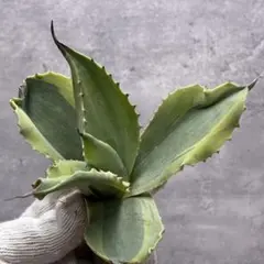 2025年最新】オバティフォリア オルカの人気アイテム - メルカリ