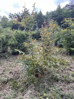 まつさん専用　ナツハゼ　株立ち　288 まつさん専用 ナツハゼ 株立ち 288 ナツハゼ 株立ち 288 苗木・植木