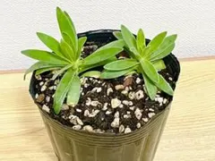 宿根　かすみ草　カスミソウ　白　ホワイト　八重咲き　小苗2苗R　ガーデニング 宿根 かすみ草 カスミソウ 白 ホワイト 八重咲き 小苗2苗N