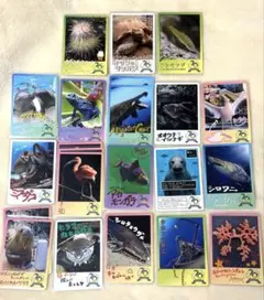 鳥羽水族館　コレクションカード　まとめ売り