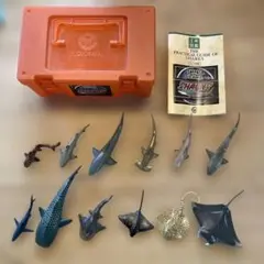 SHARKS OF THE WORLD シャークボックス