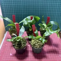 2025年最新】ビカクシダ 胞子 セットの人気アイテム - メルカリ