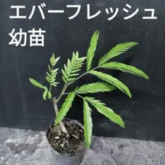 ③ エバーフレッシュ 幼苗