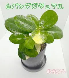 ケ*ト様 パンダガジュマル 斑入り　挿し木苗・発根済み ケ*ト様 パンダガジュマル 斑入り 挿し木苗・発根済み - メルカリ