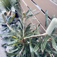 ウォールムバンクシア　アエムラ　鉢植えG　苗　オージープランツ　ドライガーデン ウォールムバンクシア アエムラ 鉢植え開花苗 オージープランツ ドライ
