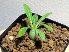 2025年最新】パキポディウム タッキーの人気アイテム - メルカリ