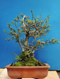 白木盆栽園 老爺柿 樹高18センチ 小品盆栽観葉植物 ローヤ柿ロウヤガキ