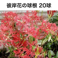 彼岸花の球根 20球