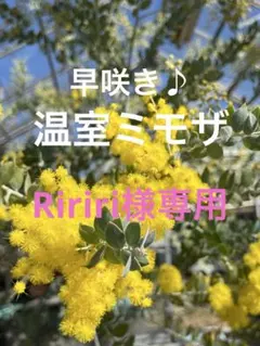 【Ririri様専用】温室ミモザ パールアカシア 真珠葉 80サイズ 保水あり