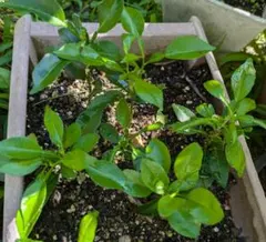 sayoaki⚘様 リクエスト 2点 まとめ商品