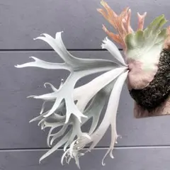 ビカクシダ Auburn  AUS アーバンリバー OC P. veitchii 'Auburn River' 成長記録｜🍀GreenSnap（グリーン