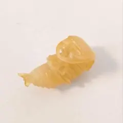 2025年最新】チョコq オオクワガタ さなぎの人気アイテム - メルカリ