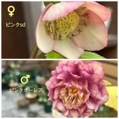 ◉クリスマスローズ 苗　ソレイユDD① ピンクスパイラル×多弁ソレイユ☆クリスマスローズ苗 【公式通販】