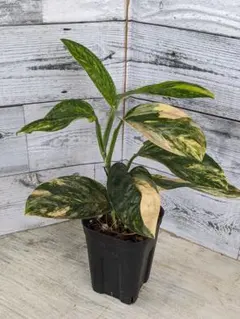 モンステラ　SPペルー　シャトルコック斑入　ねこチップ　透明スリット鉢　登棒仕立 モンステラ SPペルー シャトルコック斑入 ねこチップ 透明