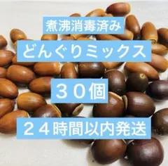 どんぐりミックス　30個