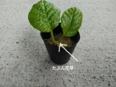 イワタバコ　ピンク確定ポット苗　花芽です、たぶん！のサムネイル