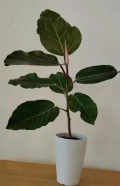 2026年最新】フィカス グランディスの人気アイテム - メルカリ