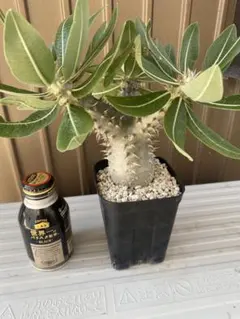 【超激レア/極美/塊根植物】フィルミアナ　フルゲンス 陶器鉢 鉢植え 超激レア/塊根植物】フィルミアナ フルゲンス 鉢植え A-1 - メルカリ
