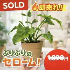 2026年最新】斑入りセロームの人気アイテム - メルカリ