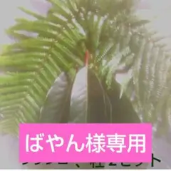 24日発送 ばやん様専用　ウラジロ、ユズリハ　2セット　お正月飾り