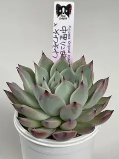 ね*る様 ルイママ苗　ルイパパ　中里リンゼアナ　（カキコ）　札付き　3/21撮影 ルイパパ苗 ルイママ 中里リンゼアナ × 青鬼 札付き 子株複数 3/15撮影