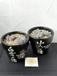 2025年最新】鶴仙園の人気アイテム - メルカリ