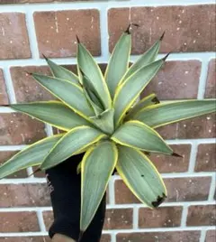 2025年最新】アガベ ブルームーンの人気アイテム - メルカリ