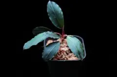 【子株】ブセファランドラ　パールグレー　TB便 TB便】Bucephalandra sp.Pearl gray ブセファランドラ パールグレイ