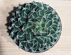 ダルマ笹の雪　発根済み　美株　大株 ダルマ笹の雪 発根済み 美株 大株 2025年最新】Yahoo!オークション -