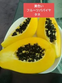 パパイヤ種子（タネ）　品種名　リオグランデ　100g（約6500粒） パパイヤ種子（タネ） 品種名 リオグランデ 100g（約6500粒） パパイヤ