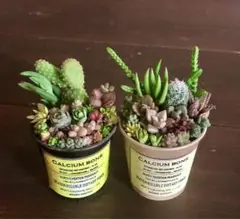 そのまま飾れます❤️ カラフル　紅葉　多肉　寄せ植え　育て方メモつき　2つセット