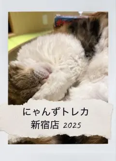 バラ売り可】にゃんずトレカ町田ジョルナ店 2024 - メルカリ