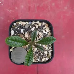 激レア【ドルステニア ギガス実生】 親株に セラアート4号ロング発送 G52 激レア【ドルステニア ギガス実生】 親株に セラアート4号ロング