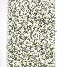 押し花素材、ユーホルビアダイヤモンドスノー。2。