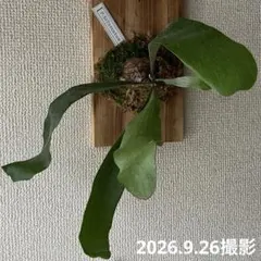 ビカクシダ エレクティフォリア(ビフルカツム×ビーチー) - メルカリ