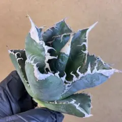 2026年最新】チタノタ 悪魔くんの人気アイテム - メルカリ