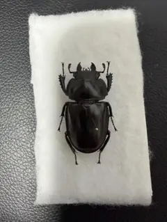 ヤエヤママルバネクワガタ メス クワガタ 標本 昆虫標本