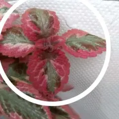 Mika's様 リクエスト 2点 まとめ商品