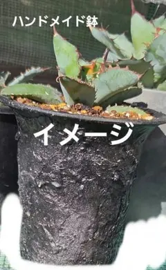 ハンドメイド鉢 ３つセット アガベ 塊根植物 ハオルチアなどに 植木鉢