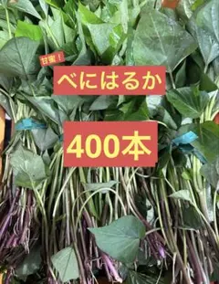 2026年最新】栗かぐや 苗の人気アイテム - メルカリ