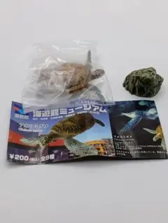 アオウミガメ 「海遊館ミュージアム」 海遊館限定
