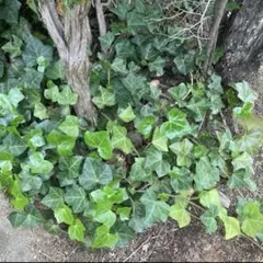 ⭐️専用⭐️観葉植物 斑入りオカメヅタ 新芽カット苗 5本 挿し穂 ガーデニング 2025年最新】オカメヅタの人気アイテム - メルカリ