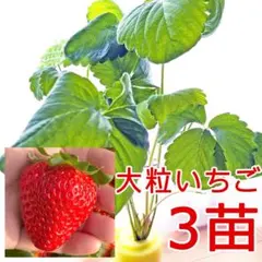 3苗！イチゴ苗 水耕栽培/土耕栽培可能 根張り良好 栽培大苗 いちご苗33a