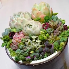 h.寄植えセット　ムラサキブドウ&エケベリア&セダムmix　多肉植物