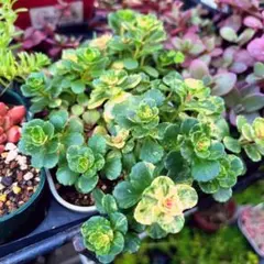 斑入りミセバヤ 多肉 カット苗 【7本】観葉植物 - メルカリ