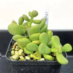 2026年最新】ケラリアピグマエアの人気アイテム - メルカリ