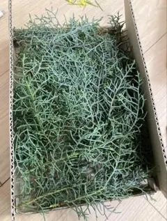 コニファー　ブルーアイス　おまかせカット枝