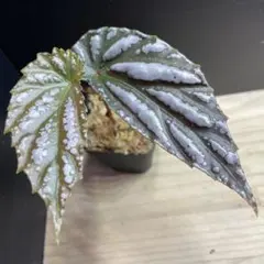 Begonia sp. Sarikei サリケイ ピンク❣️原種ベゴニア - メルカリ