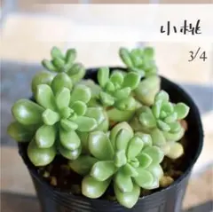 2026年最新】古都の葉の人気アイテム - メルカリ