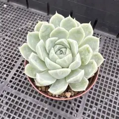 多肉植物 グロブローサ×ヒューミリス カット苗② - メルカリ